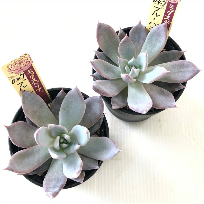 楽天市場】多肉植物 oriミックスベリア No.047 ブルーバニラ 多肉植物