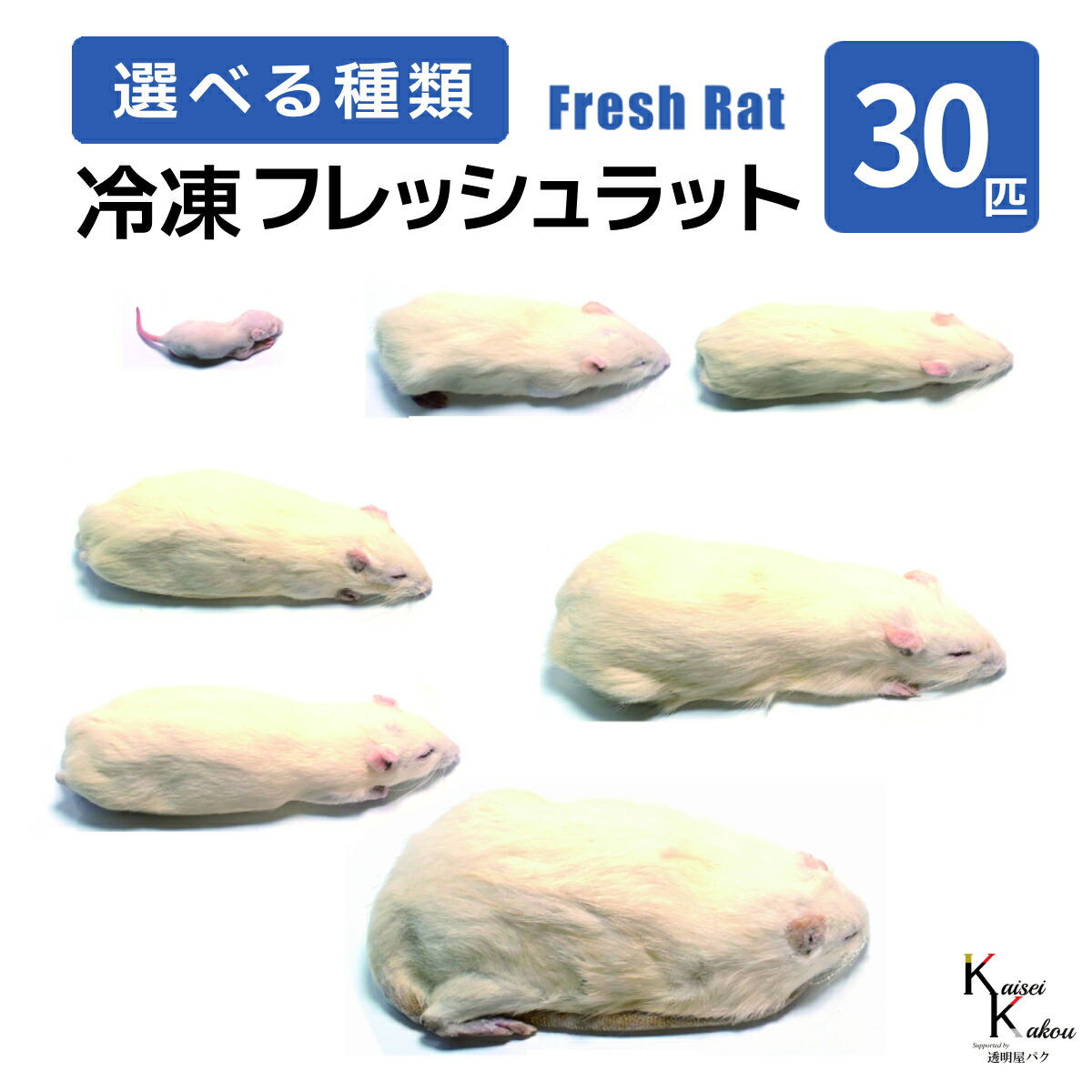 楽天市場】「ラット 30匹 選べる種類 Biokimia 」 冷凍ラット 冷凍