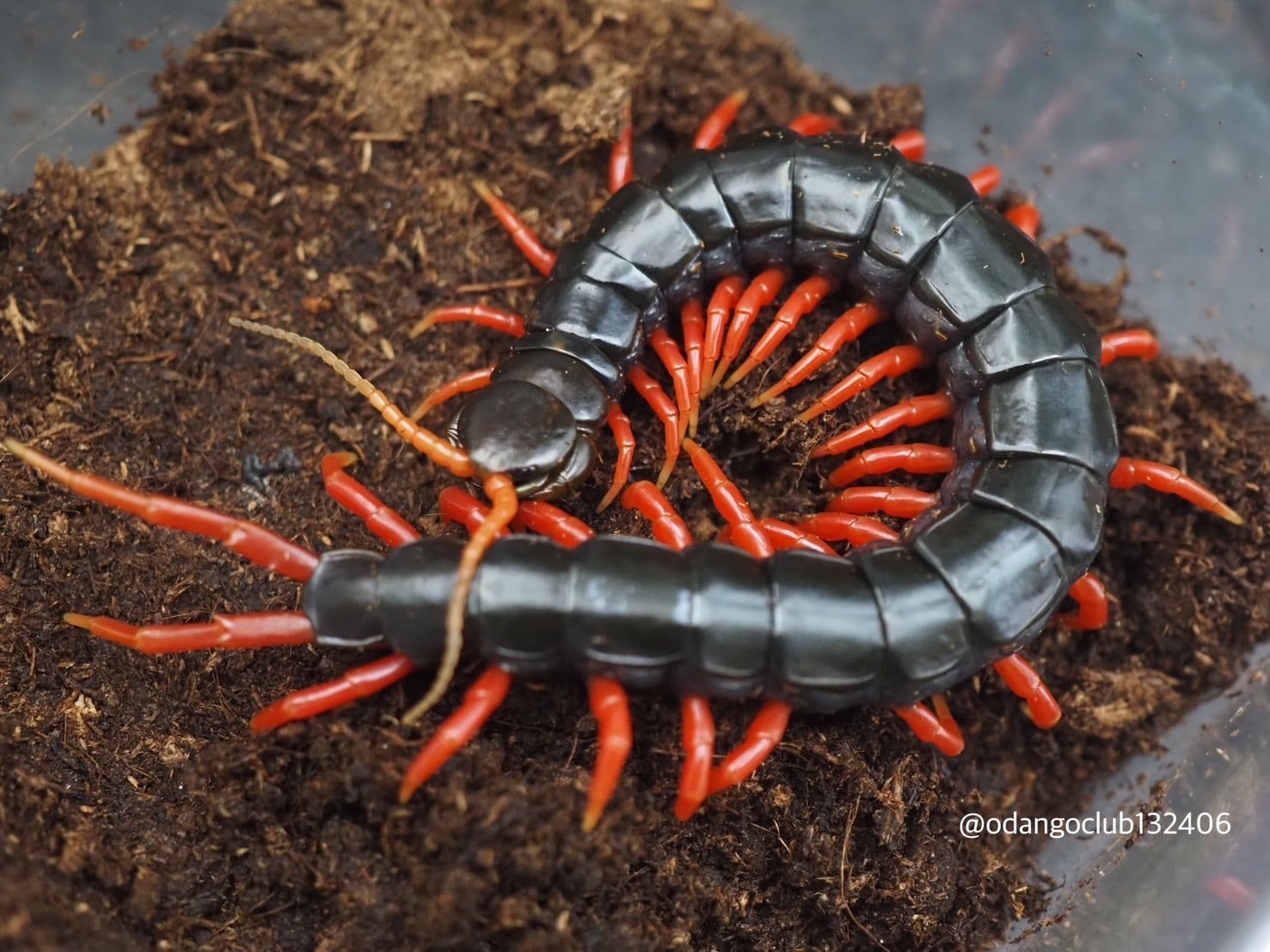 西表島産 クロカタゾウムシ 1匹 | おだんごくらぶ