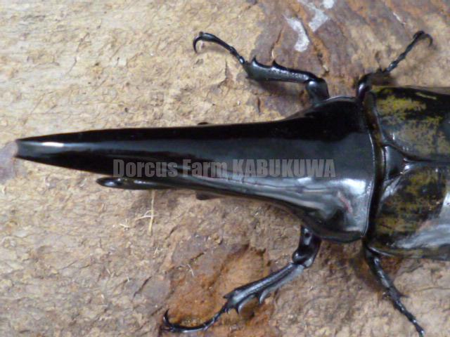 ☆極太極短☆超パチセラス☆ヘラクレスヘラクレス☆♂124mm♀68ペア