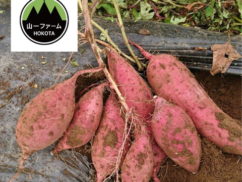 人気No.1❣️ねっとり甘〜い熟成紅はるか💕(S〜Lサイズ3kg)：茨城県産