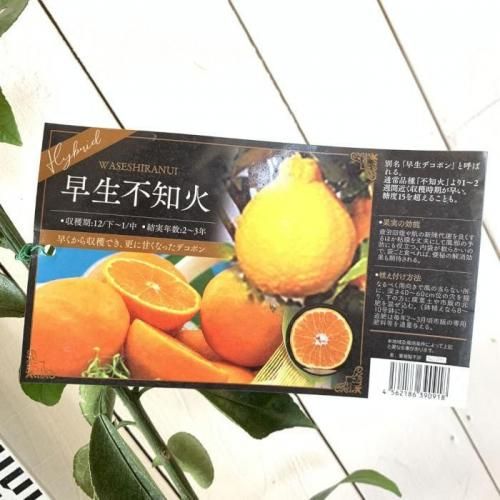 みかん 苗木 不知火 (早生) 15cmポット苗 しらぬい ミカン 苗 蜜柑