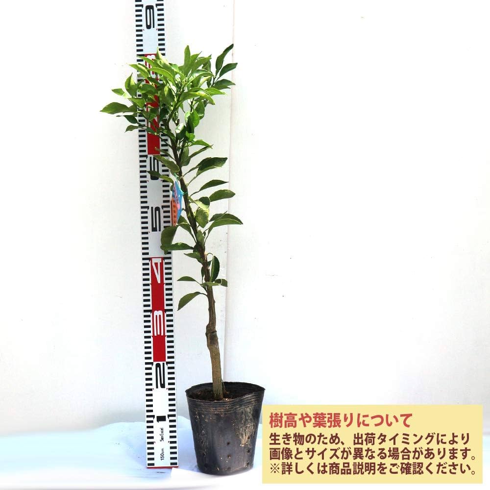 がんもさま専用出品 不知火 3年生 実つき！ 大苗 みかん 苗木 デコポン