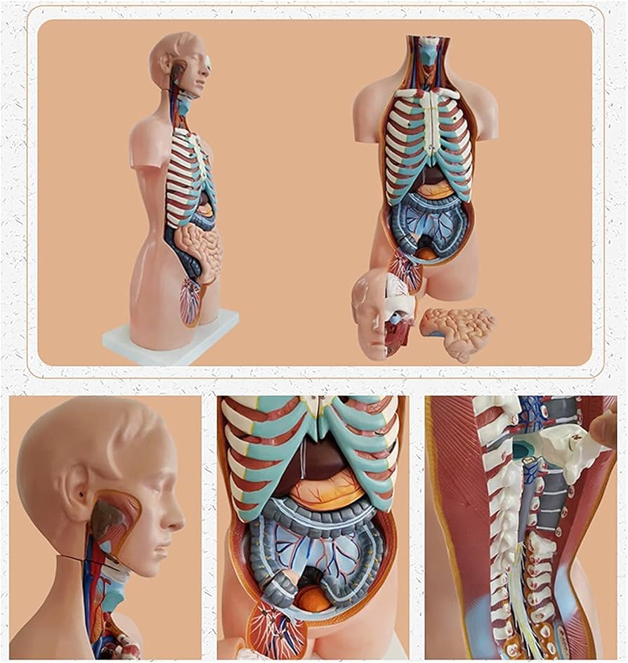 71og3ZyqCgL._AC_UF894,