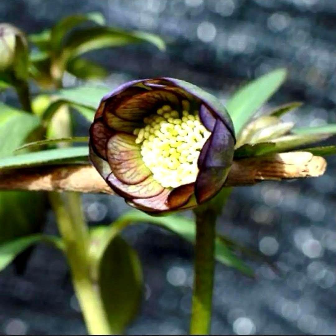 も*子様 ☘️蕾付き☘️タグ付き☘️3381⭐️芳香⭐️超小輪⭐️糸ピコ繊細ベイ