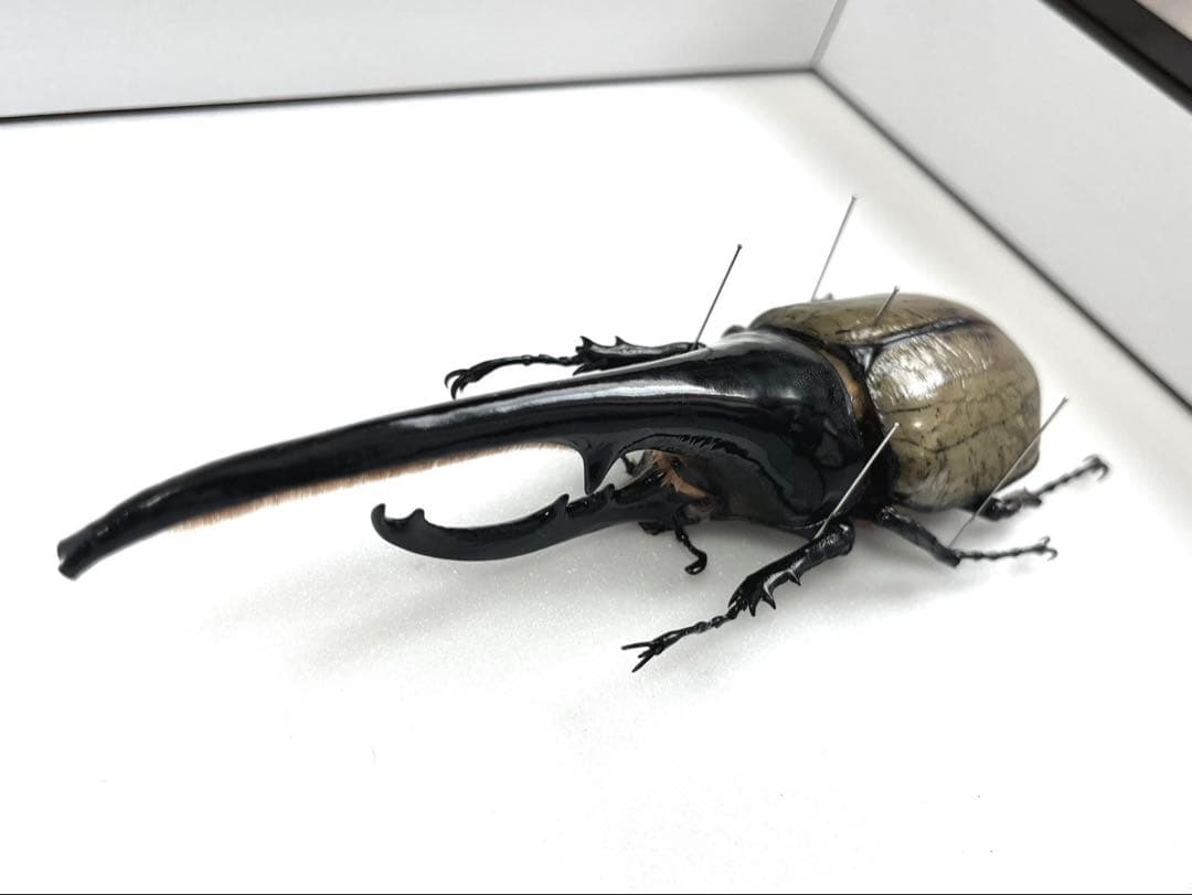 エレファスゾウカブト 122mm ペア 標本